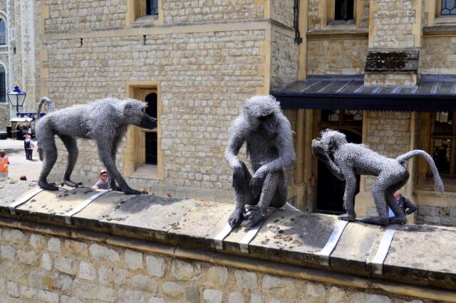 Wire Tower baboons (2)