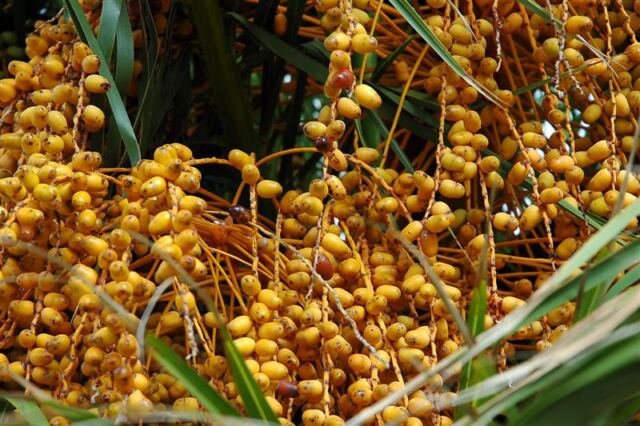 Palm tree - detail