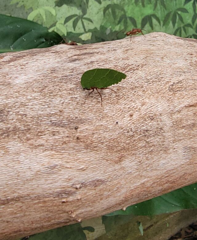 Stratford Upon Avon Butterfly Farm - leafcutter ants (2)