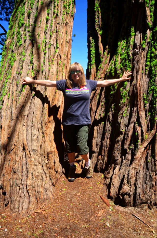Little Kathy - Big Trees (closeup)
