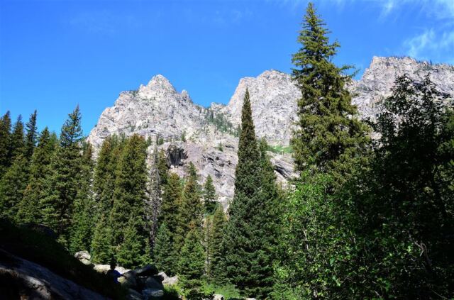 Beautiful tall pines and mountains