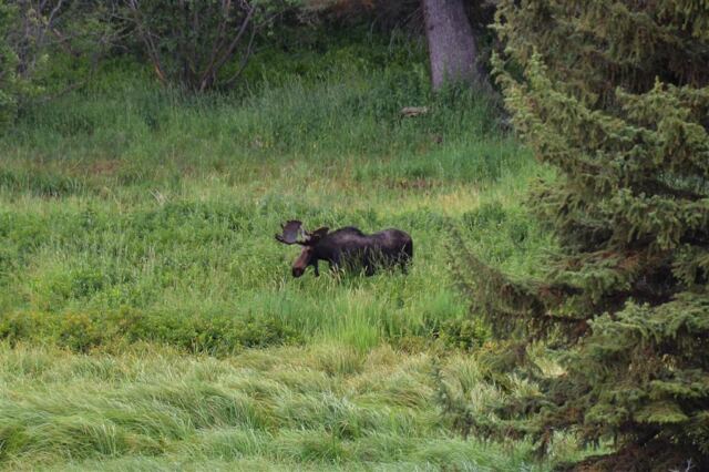 Moose (17)