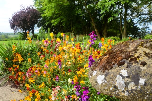 Charingworth mushroom and flowers (2)