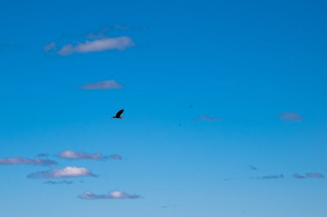 Heron in flight