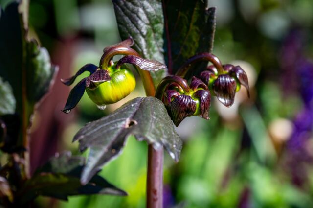 Bishop's Garden 18