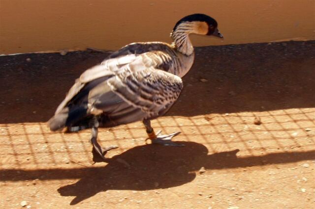 PO - Nene (1)