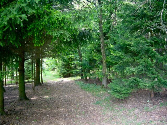 pathway-into-forest