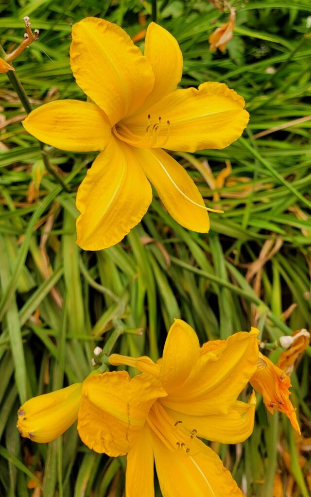 Cotswold Wildlife Park - flowers (1)