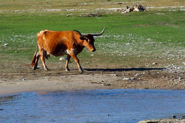 longhorn-strut