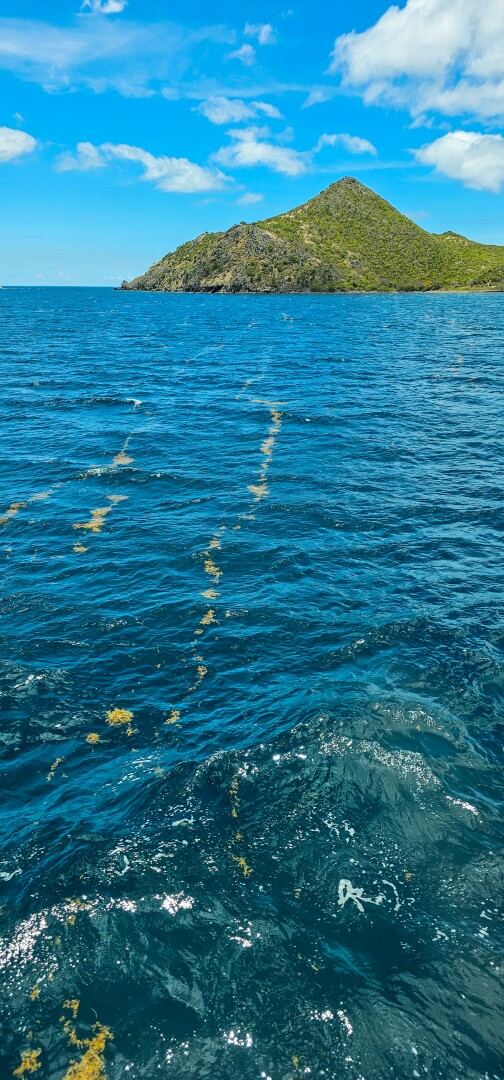 Floating sargassum (01)