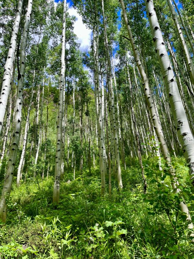 Aspens 1