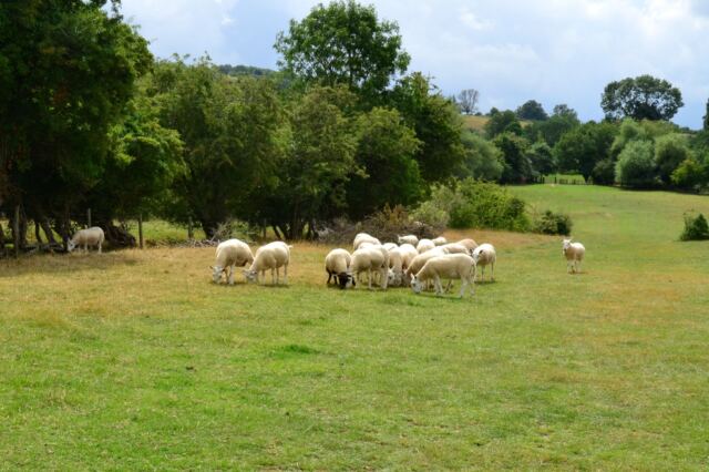 Cotswold Way sheep encounters (02)