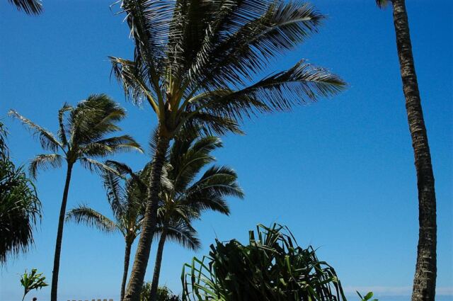 Palm trees and blue skies (2)