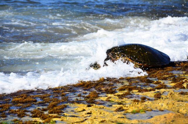 sea-turtles-on-oahu-s-north-shore-1-