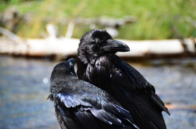 Fairy Falls ravens (6)