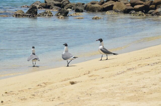 Bitter End seagulls 2
