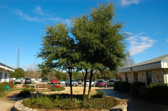 Trees outside rear entrance