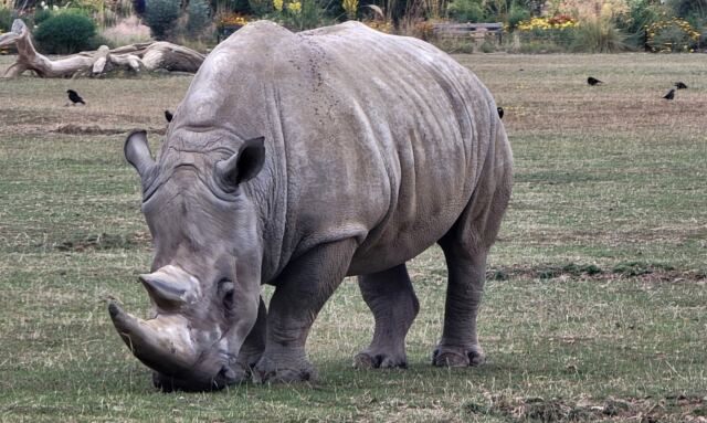 Cotswold Wildlife Park - rhinos (2)