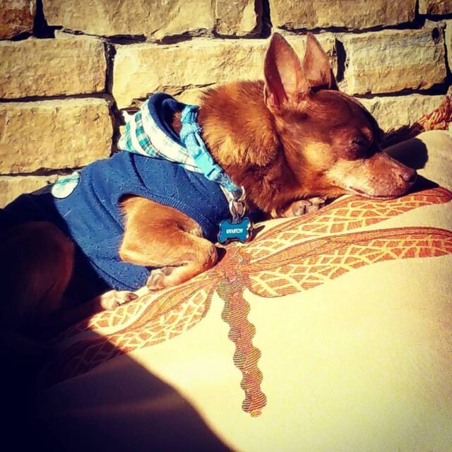 Napping-in-the-sun-on-the-patio-furniture_1455231395