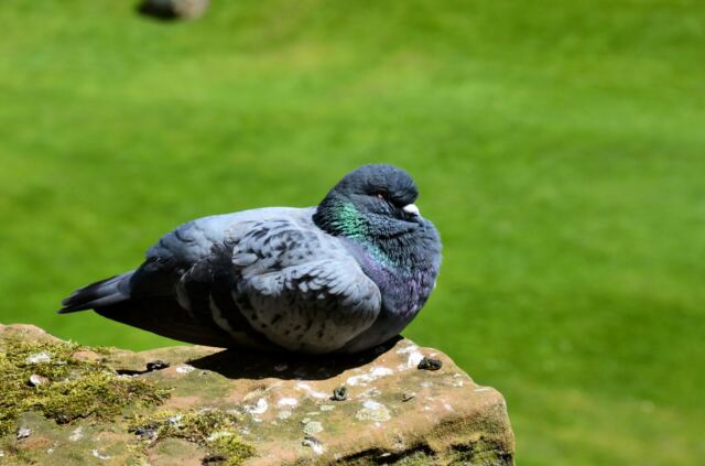 Fat Kenilworth pigeon