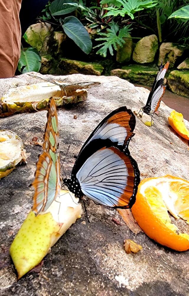 Stratford Upon Avon Butterfly Farm - butterflies (2)