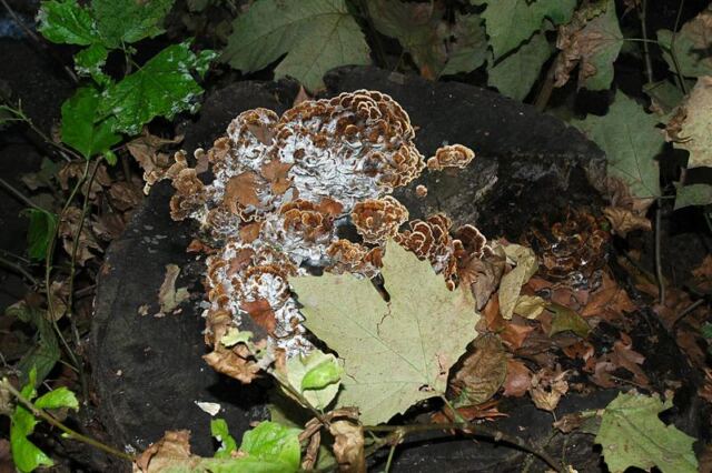 Tree stump
