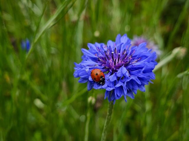 Ladybug 2
