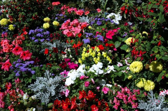 Stratford flowers (2)