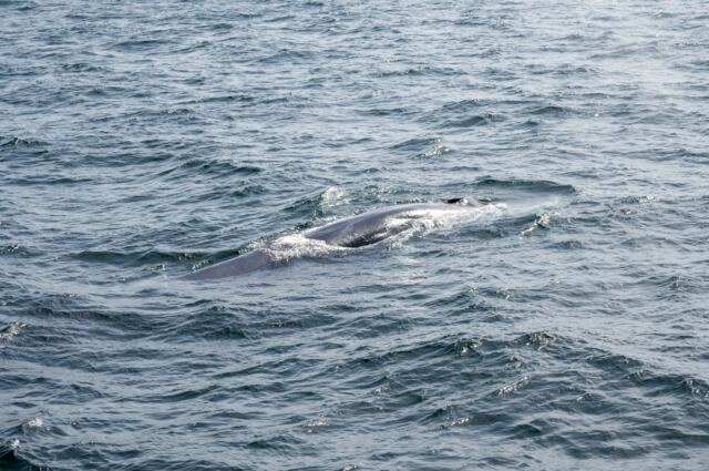 Cape Cod fin whales 11