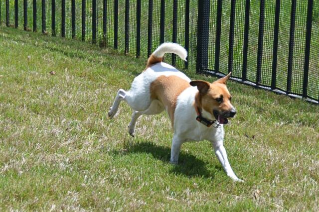 pippa-running-2-
