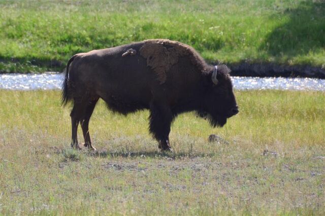Yellowstone bison in a roadside rest stop (5)
