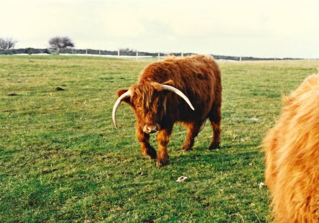 Highland Cattle - Broadway Tower (2)