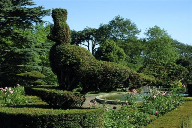 Peacock hedge