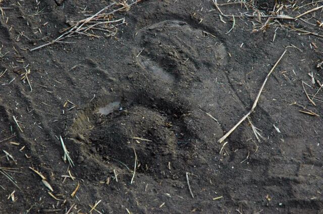 hoofprints