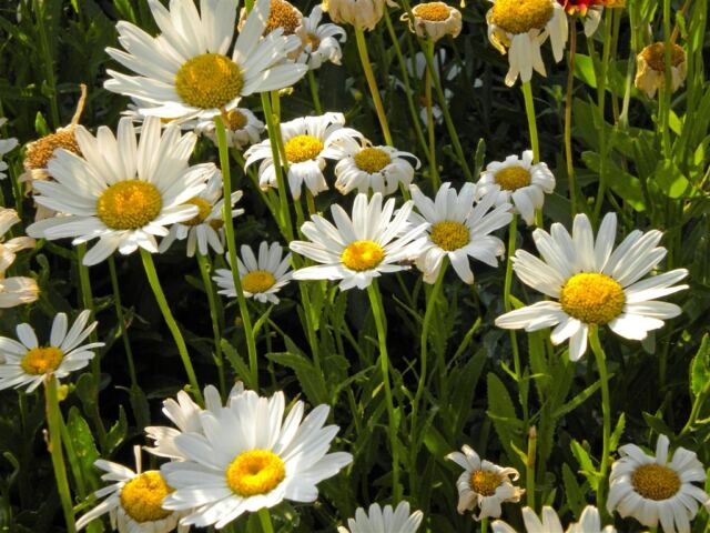 Daisies