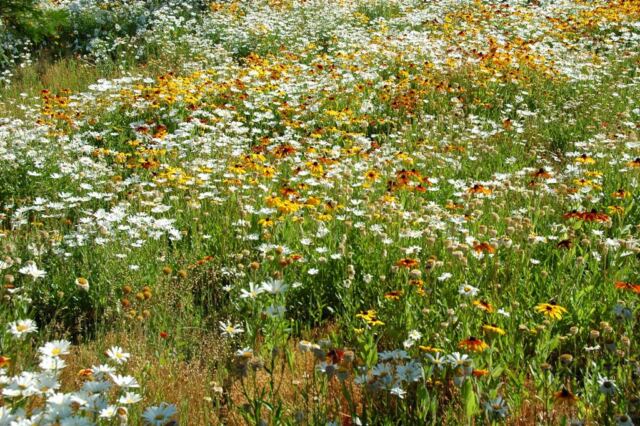 Wildflowers