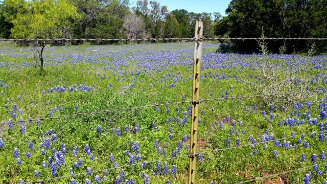 Willow Loop bluebonnet field 2