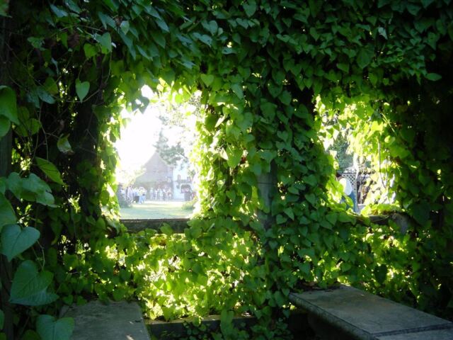 vined-windows
