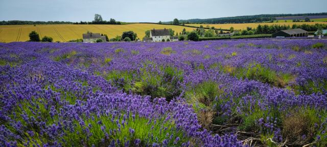 Cotswold Lavender - field views (10)