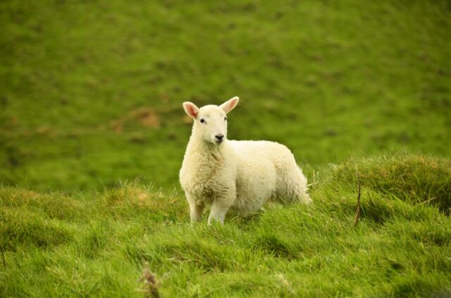 Cotswolds sheep (2)