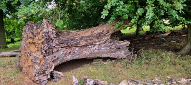 Large fallen tree