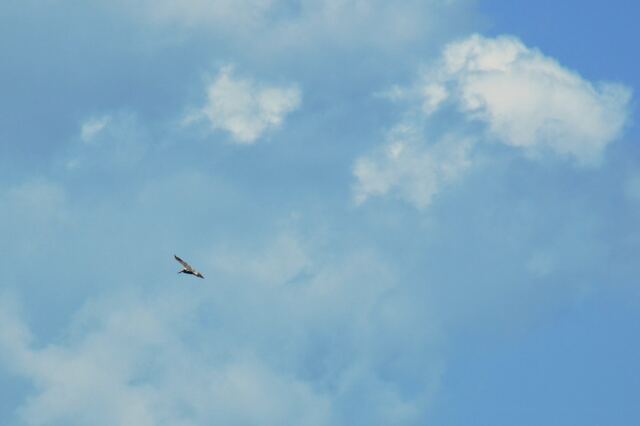 Pelican in flight