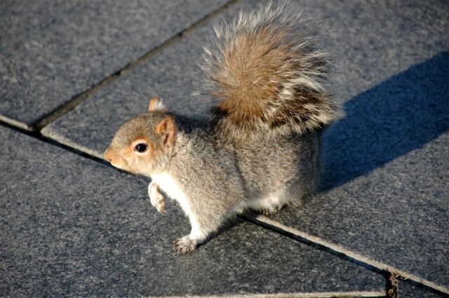 Squirrel (2)