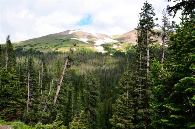 Forest and snow-capped peaks
