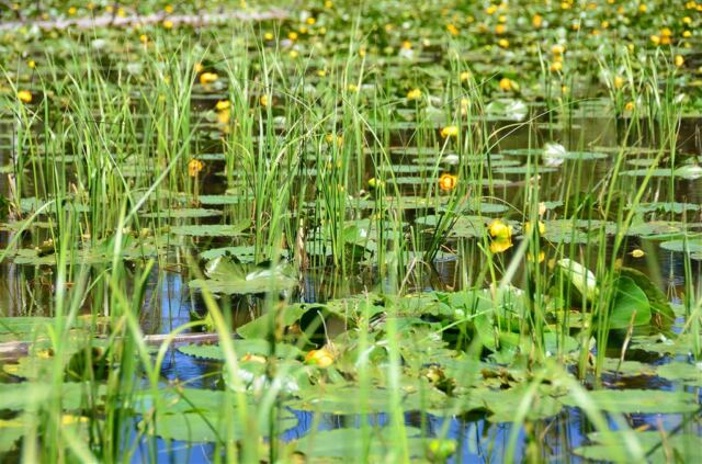 Lilypad pond (3)