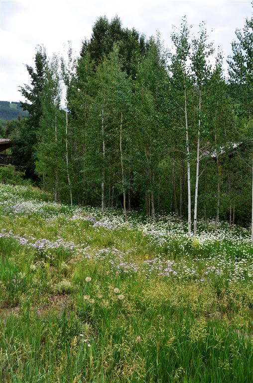 Wildflowers and aspens