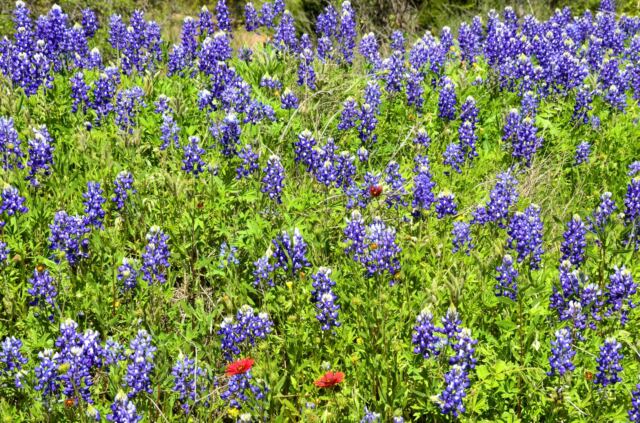 Willow Loop bluebonnet field details