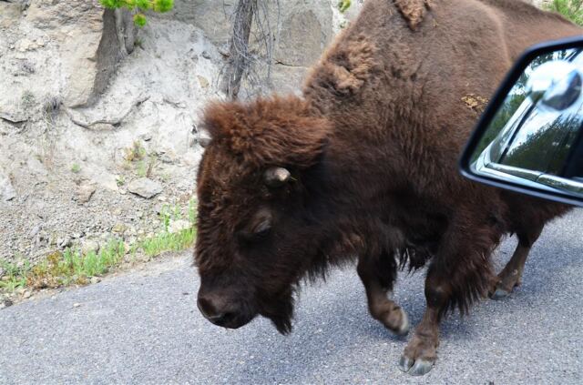 Bison Encounter (8)