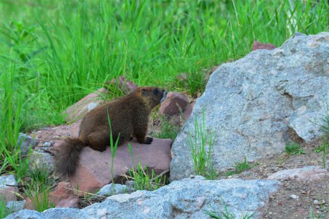 Marmot!