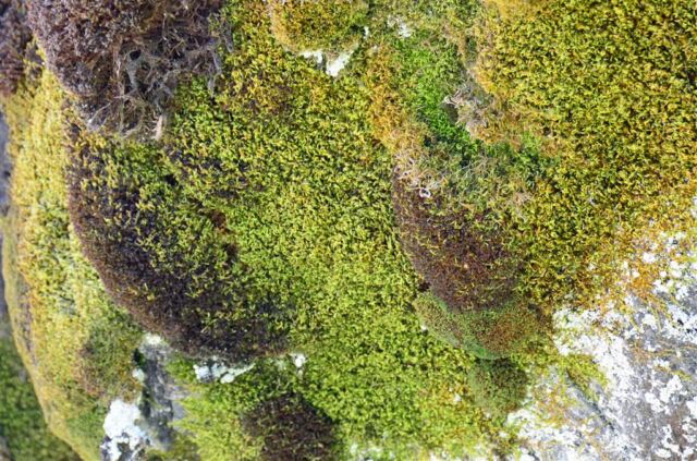 Green growth on rocks near Moose Falls